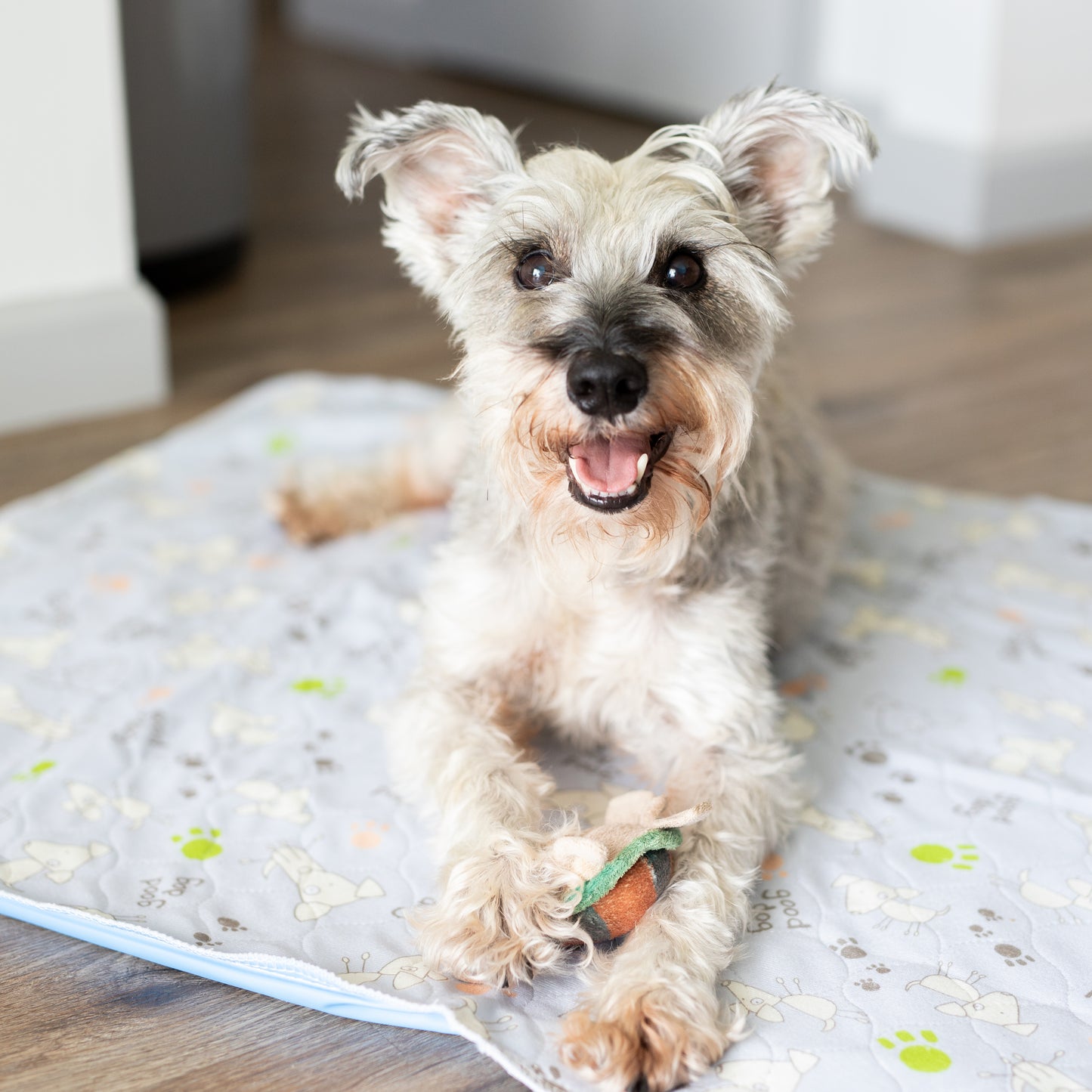 housebreaking training pads for dogs large