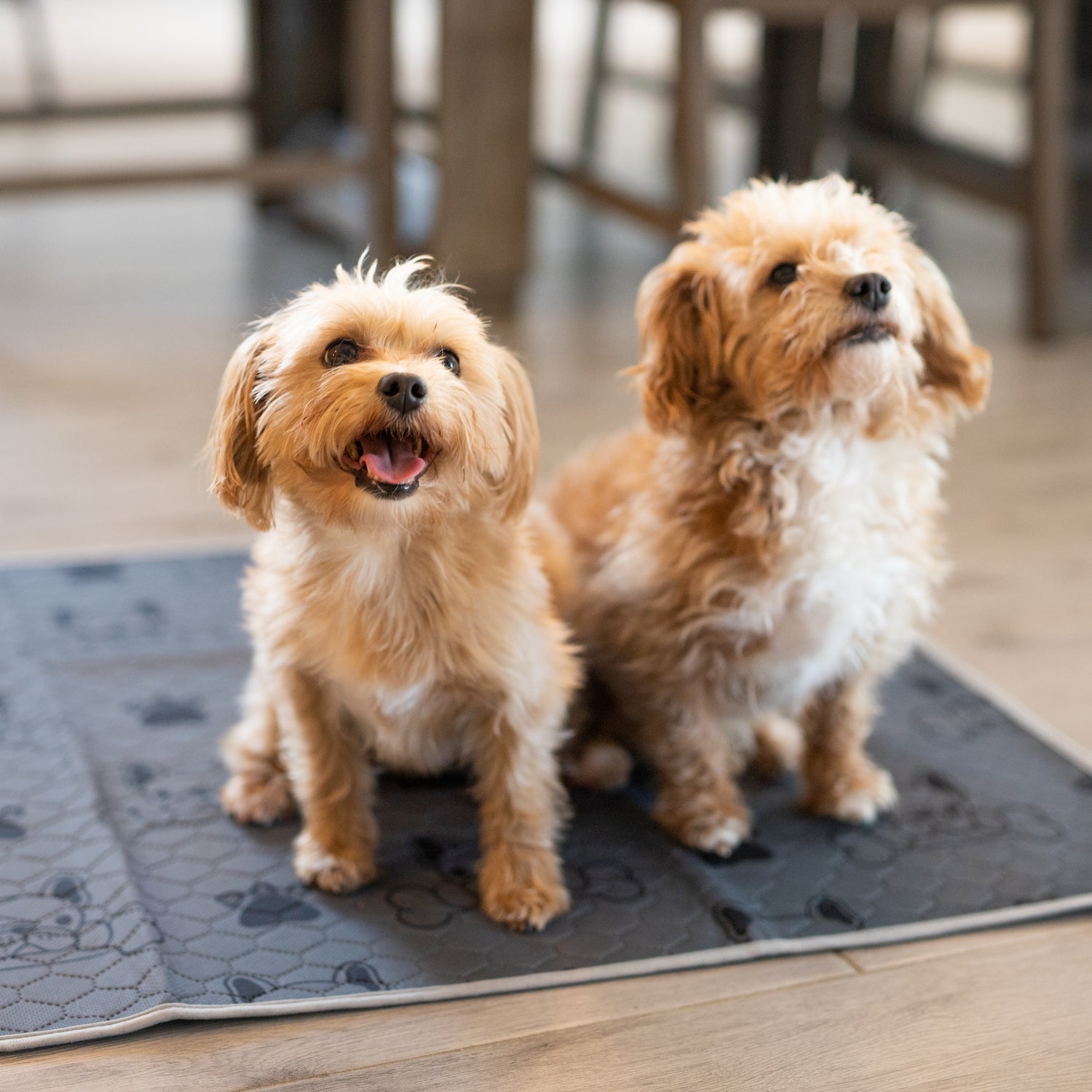 Two puppies sitting on Reusable Pee Pad by ChewieMac CMH Goods