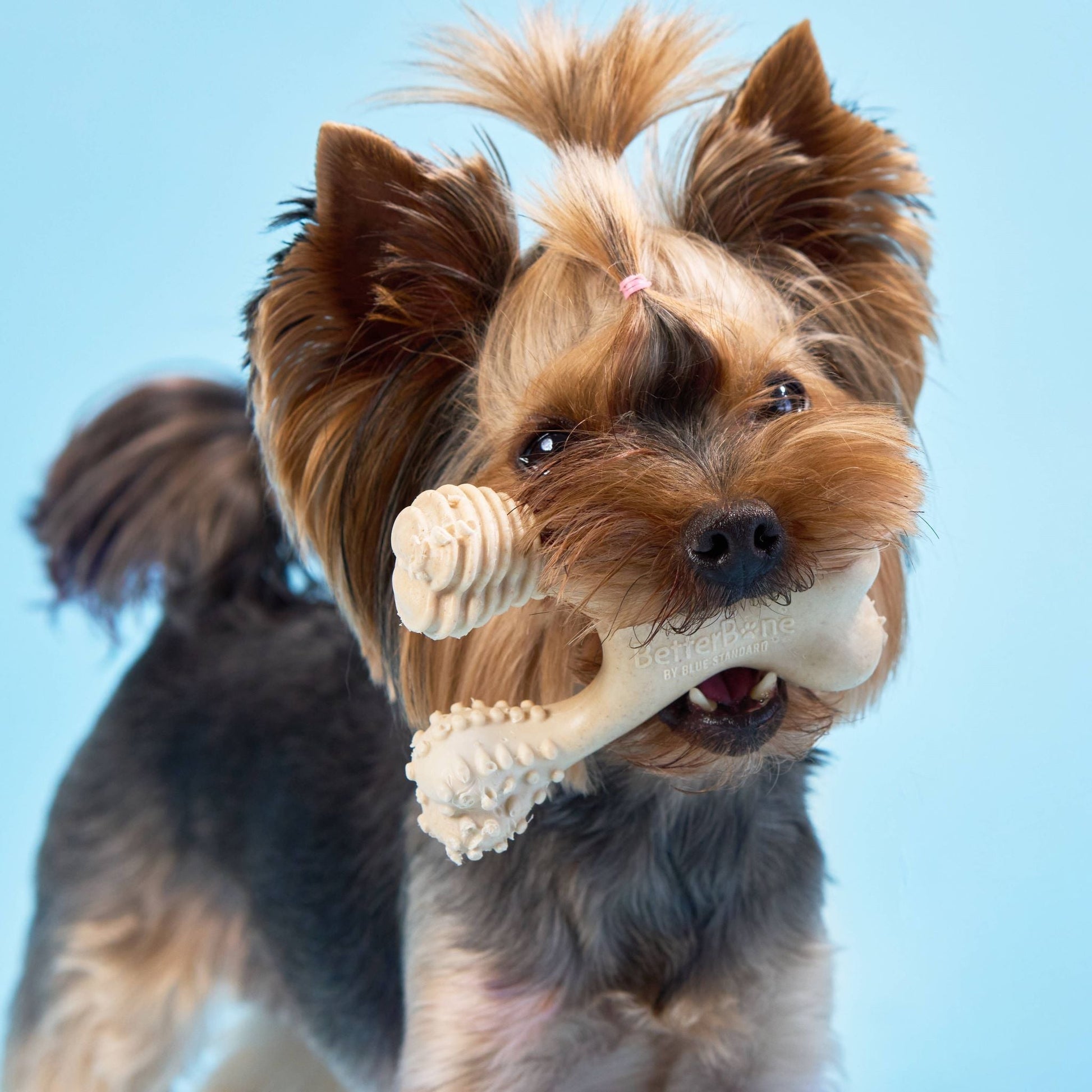 Dog holding a bone-shaped toy against a clear blue sky